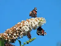 DSCF2937 (2).webp