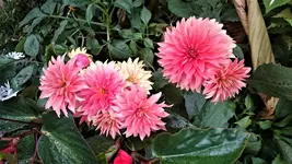 DSC_0874 (2).webp