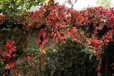 Wilder Wein.webp