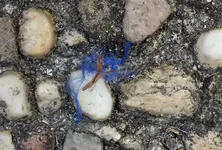 2019blue09.jpg