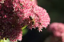 image006.webp