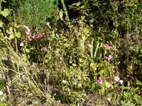P1140081Malven.webp