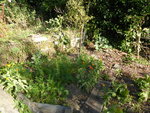 P1140089Gemüsebeet.JPG