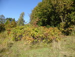 P1140098Heckenrose.JPG