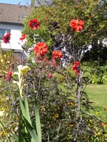 P1140109Dahlie.webp