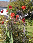 P1140109Dahlie.JPG
