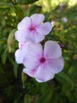 P1140110Phlox.JPG