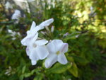 P1140111Phlox.JPG