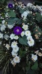 IMG_20190925_065140.jpg