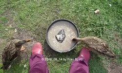 Forum Duckies 2019_09_14 P1140437.jpg