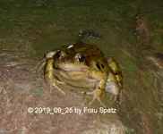 Forum Frosch 2019_09_25 P1140447.JPG