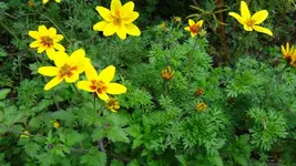 Blume.webp