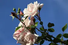 image004.webp