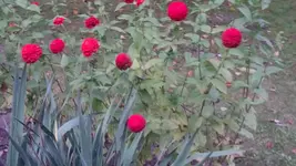 DSC_1375 (3).webp