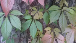 DSC_1325 (2).webp