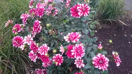 DSC_0885 (5).webp