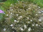 DSCN9696.JPG