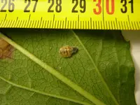 28_09_2019_Insekt (1).webp