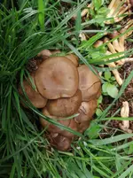 Pilz_02.png