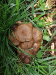 Pilz_02.png
