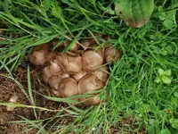 Pilz_03.png