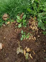 Pilz_04.png