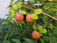 20190928_105330_resized.webp