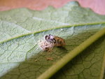 28_09_201_Insektrest (7).JPG