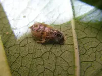 28_09_201_Insektrest (8).webp