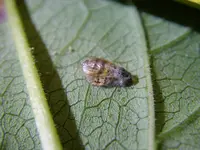 28_09_201_Insektrest (9).webp