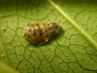 28_09_201_Insektrest (11).webp