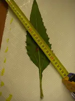 28_09_201_Insektrest (14).webp