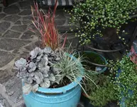 Terasse  5718.webp