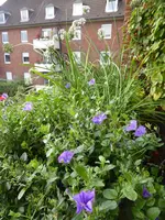 P1140139Lauchkasten.webp