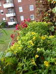 P1140140Blumenkasten.JPG