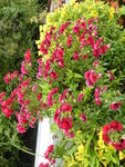 P1140142Blumenkasten.JPG