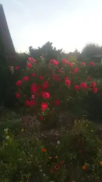 20190906_190309.webp 20190906_190309.webp