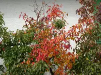 DSC00669.JPG