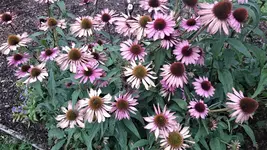 DSC_0903 (2).webp