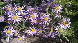 DSC_1118 (2).webp