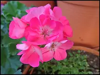 c072.webp