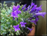 c073.webp