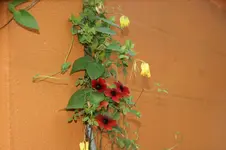 DSC08360.jpg