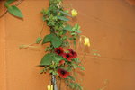 DSC08360.jpg