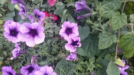 DSC_1236 (3).webp