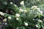 Rispenhortensie Lime Light0215.JPG