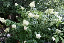 Rispenhortensie Lime Light0215.webp
