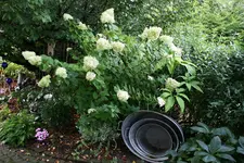 Rispenhortensie Lime Light0315.webp