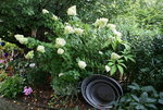 Rispenhortensie Lime Light0315.JPG