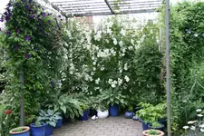 Rosentempel1918.webp